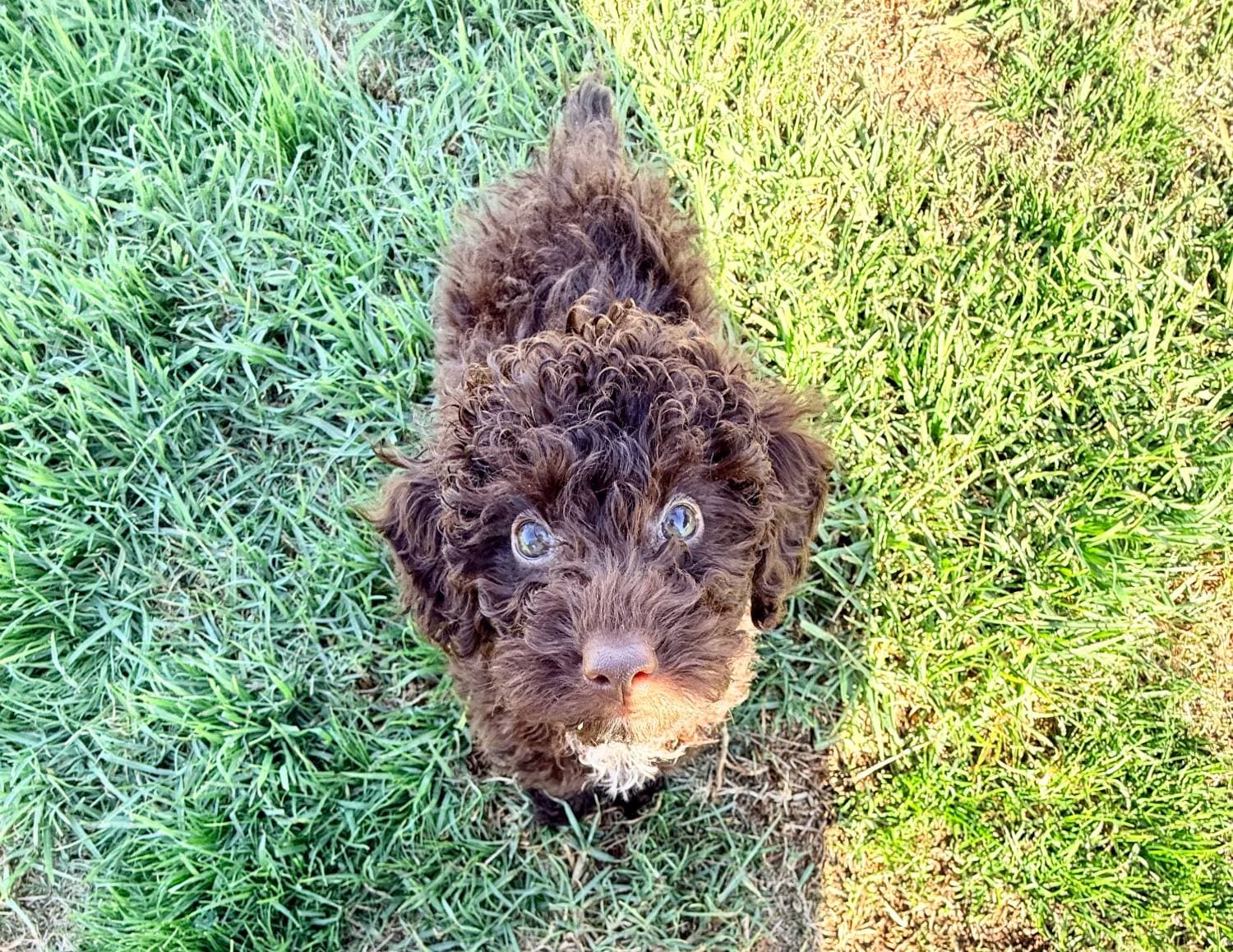 Cocoa the chocolate mini poodle puppy looking up from the grass